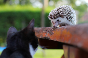 Cute hedgehog and cat - 165425974