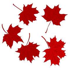 Set of colorful maple leaves