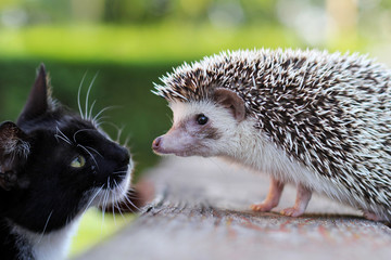 Cat and hedgehog