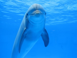 Fototapeta premium Dauphin