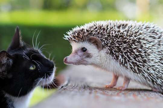 Cat And Hedgehog