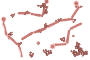 Candida albicans bacteria 3d illustration