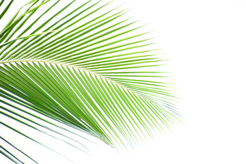 Obraz premium Green leaves on a white background