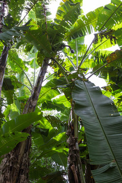 banana plants in Costa Rica