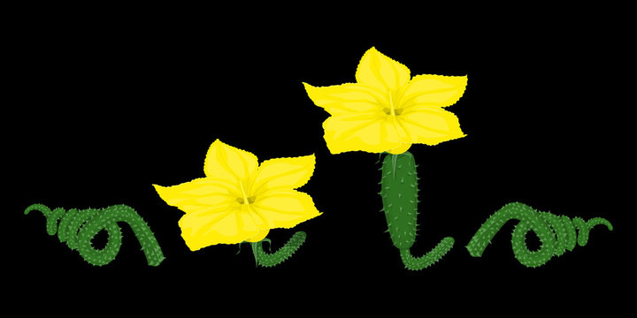 Set of isolate blossom of cucumber on black background
