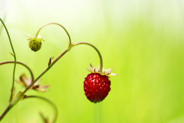 Wild red strawberry in the grass . Green background