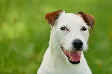 Parson Russell Terrier smiling with his tongue and green background