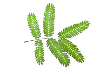 sensitive plant, sleepy plant, the touch-me-not on a white background