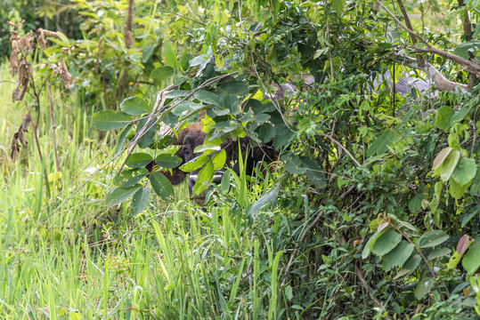 A wild gaur (Bos gaurus) hide itself behind tree in Kui Buri National Park, Thailand.