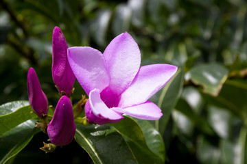 tropical purple flower, blooming