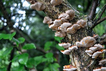 木に生えたキノコ