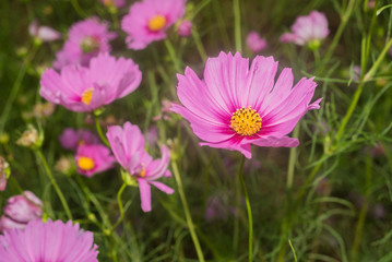 Close- up of Cosmos flower with out blur background
