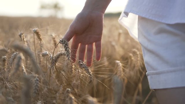 Woman wearing white shirt runing through wheat field and touch ears by hand, sunset shot, 120FPS slowmotion