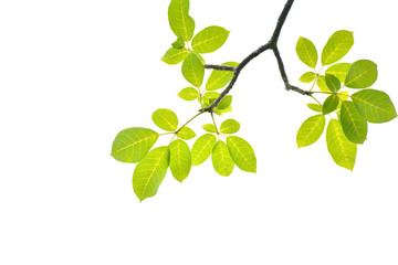 Fototapeta na wymiar Green leaves on a white background