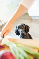 Flat Coated Retriever waiting while Mommy is cooking