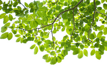 Green leaves on a white background