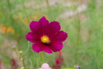 Fototapeta premium Close- up of Cosmos flower with Blur background