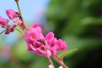 Mexican Creeper pink flowers with insects beautiful in nature background