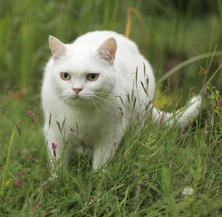funny white cat hiding in the grass