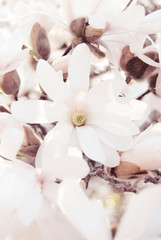 Blossom of magnolia stellata