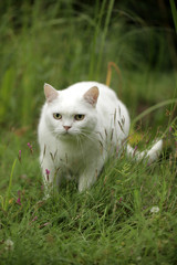 Naklejka na ściany i meble funny white cat hiding in the grass