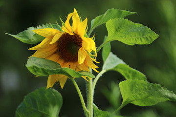 Obraz premium Sonnenblume