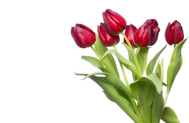 beautiful red tulips on white background