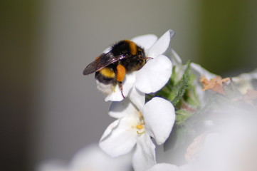 Trinkende Hummel