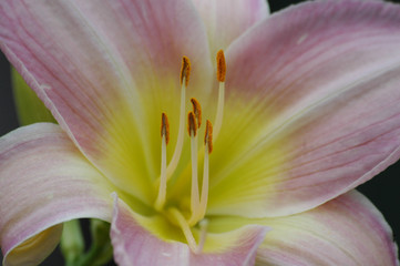 lily