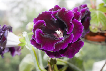 Decorum plant, beautiful dark purple Gloxinia flower