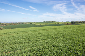 Fototapeta na wymiar Young wheat field on a hill near Wimereux at the Opal Coast.
