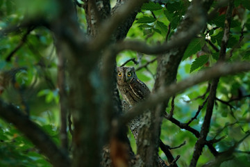 Owl in the dark green vegetation, hidden in the forest. Common Scops Owl, Otus scops, little owl in the nature, sitting on the green tree branch, Bulgaria. Wildlife scene from nature. Art view on bird
