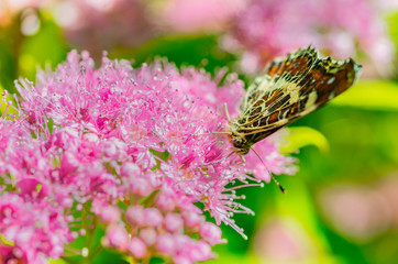 A butterfly with beautiful wings sits on a flower, eats nectar and has an interesting coloring of the wings.