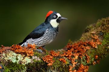 Birdwatching in America. Woodpecker from Costa Rica mountain forest, Acorn Woodpecker, Melanerpes formicivorus. Beautiful bird sitting on the green mosse branch in habitat. bird in nature, Costa Rica. © ondrejprosicky