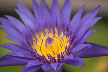 Lotus is a flower that familiar and favorable with Thai people from the past and a flower for Buddhism.