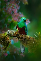 Zelfklevend Fotobehang Prachtige heilige groene en rode vogel. Vogels kijken in de jungle. Mooie vogel in de tropische habitat van de natuur. Schitterend Quetzal, Pharomachrus-mocinno, Guatemala, met groene bosachtergrond. Bloemen. © ondrejprosicky