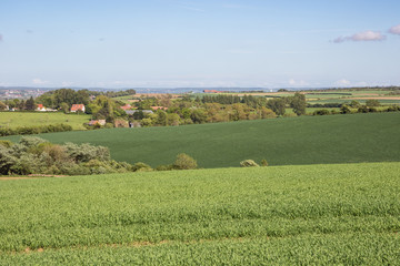 Fototapeta premium Shades of green in wheat fields and meadows near Wimereux at the Opal Coast.