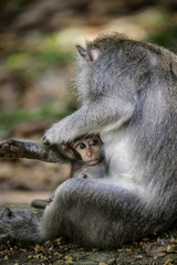 Affenmutter und Affenbaby