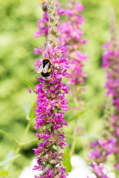 Lila Blutweiderich mit Hummel - Heilpflanze