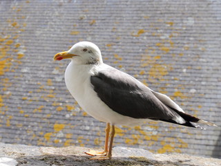 Seagull