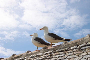 Seagulls