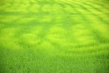 Green background