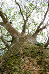 Fototapeta premium Guanacaste tree, National tree of Costa Rica