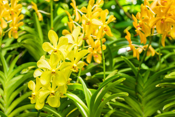 Yellow orchid flowers