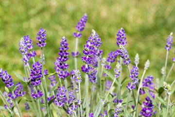 Obraz premium Blühender Lavendel