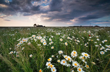 chamomile flower field and cloudy sky