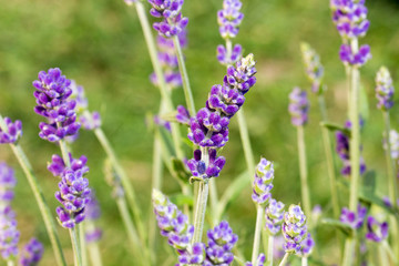 Blau-violett blühender Lavendel
