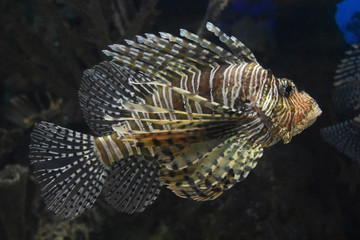 Lots of Fins on a Butterfly Cod Swimming Under Water