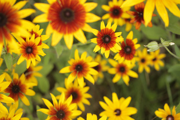 Fototapeta na wymiar dużo żółtych, pomarańczowych i czerwonych kwiatów w ogrodzie