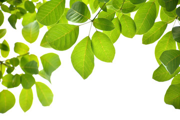 Green leaves on a white background